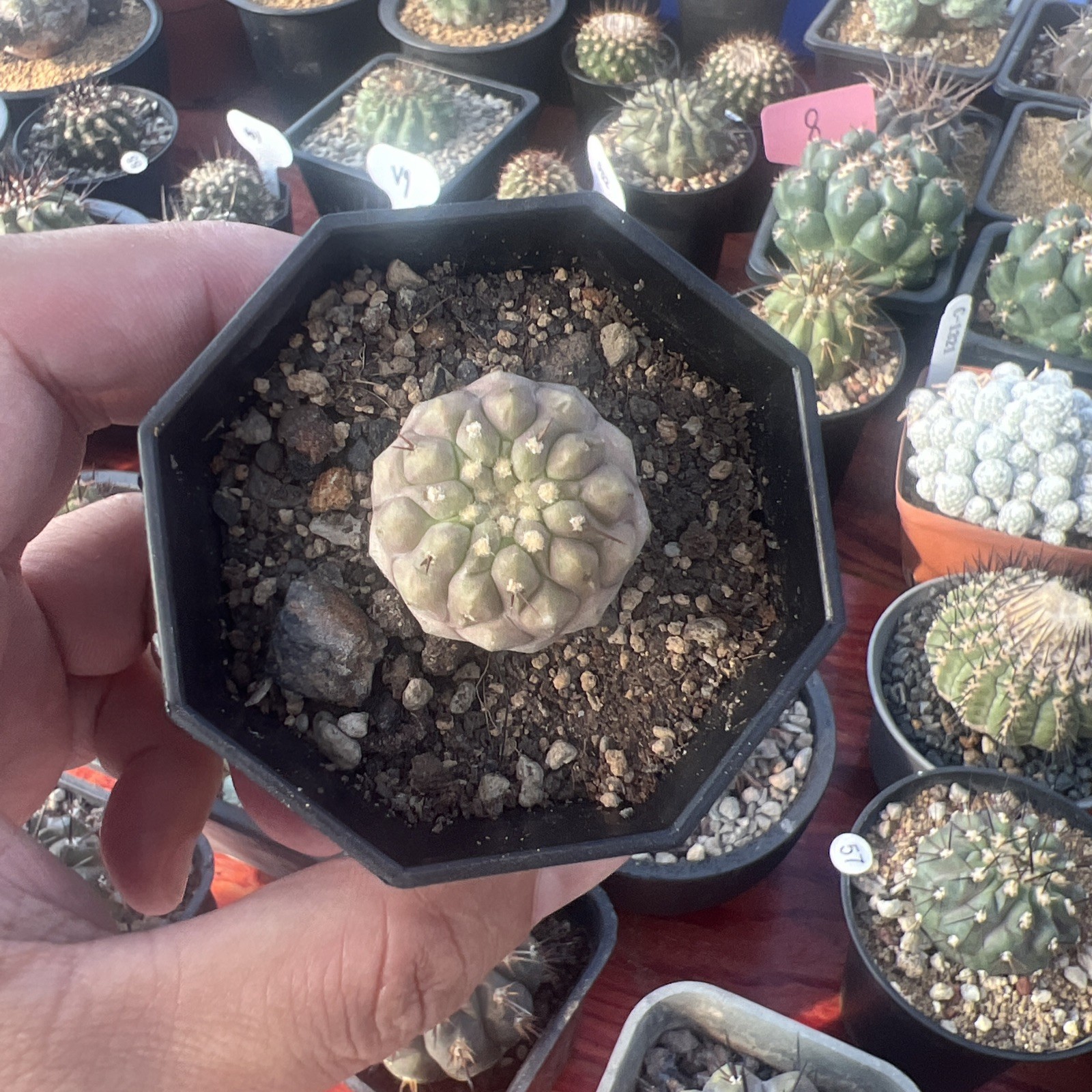Seedgrown Copiapoa cinerea Spineless Form 2.8–3.5cm