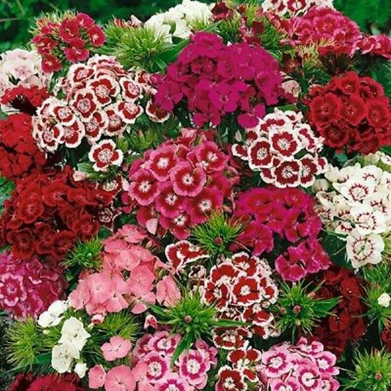 Sweet William Flower Seeds 300+ MIXED MULTI-COLOR SCENTED USA 