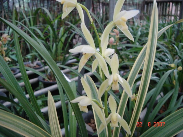 Cymbidium Cymbidium ensifolium ‘Wo Long Su’, 建兰 ‘卧龙素’  Highly Fragrant