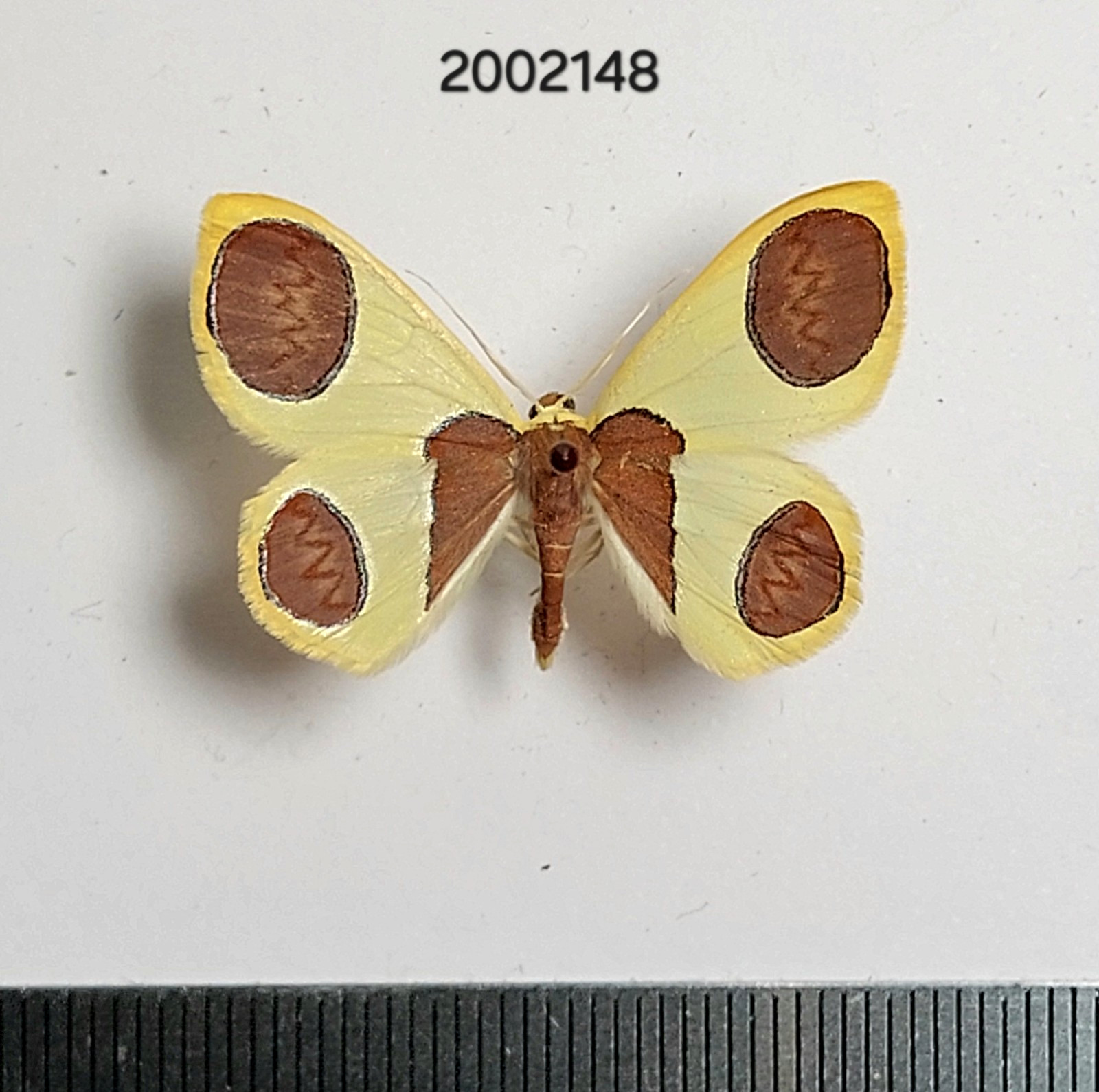 Geometridae Plutodes sp.    #2148 NORTH THAILAND
