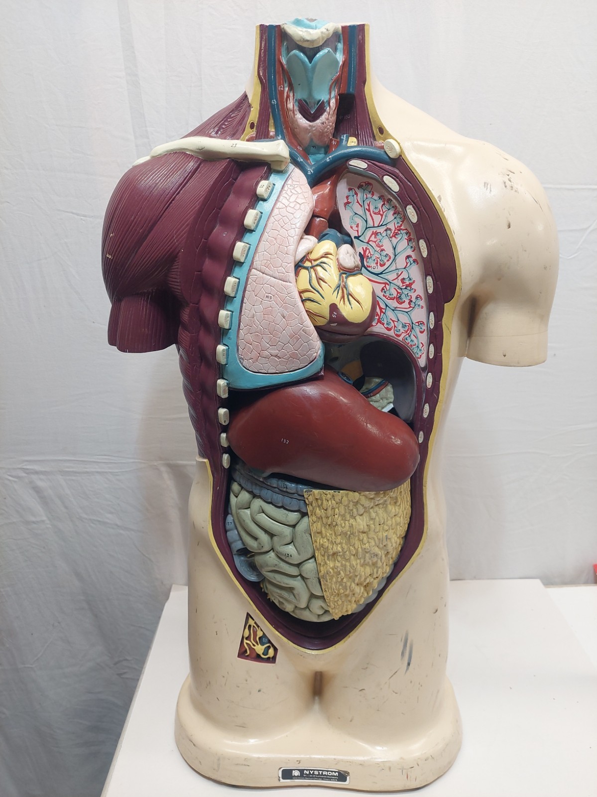 Nystrom Biological Model 1964 Removable Organs for Medical Education READ DESC