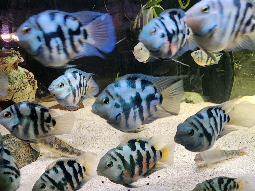 Group of Polar Blue and White Parrot Cichlid free 2 day Shipping