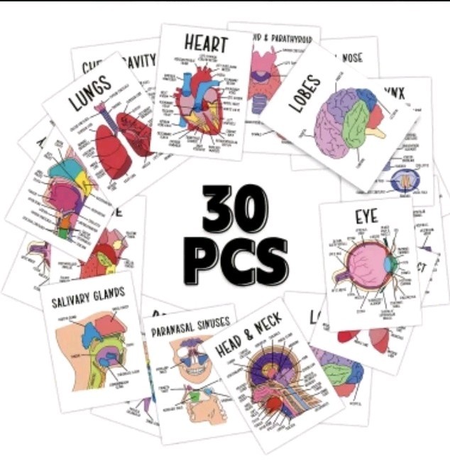 42 Card Medical Anatomy Flash Cards Includes Organs(30) And Skeletal Systems(12) 42 Card Medical Anatomy Flash Cards Includes Organs(30) And Skeletal Systems(12)