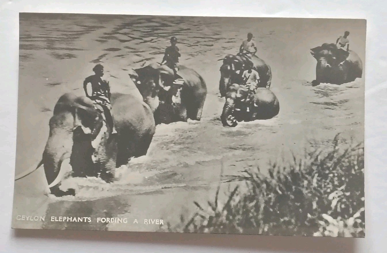 Ceylon Sri Lanka Elephants Fording River C1920s Postcard 