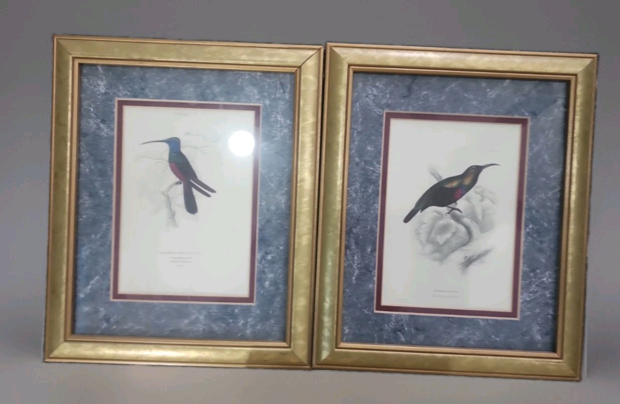 Pair Authentic 19th-Century Hand-Colored Bird Engravings – The Naturalist’s Lib Pair Authentic 19th-Century Hand-Colored Bird Engravings – The Naturalist’s Lib