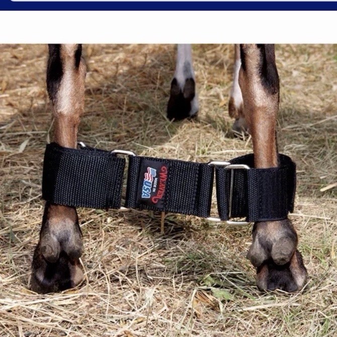Weaver Livestock Adjustable Goat Hobble Black Hook-and-Loop Closure 