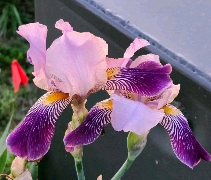 3 FABIAN Bearded Iris Rhizomes - Tall Purple Heirloom - Freshly Dug 