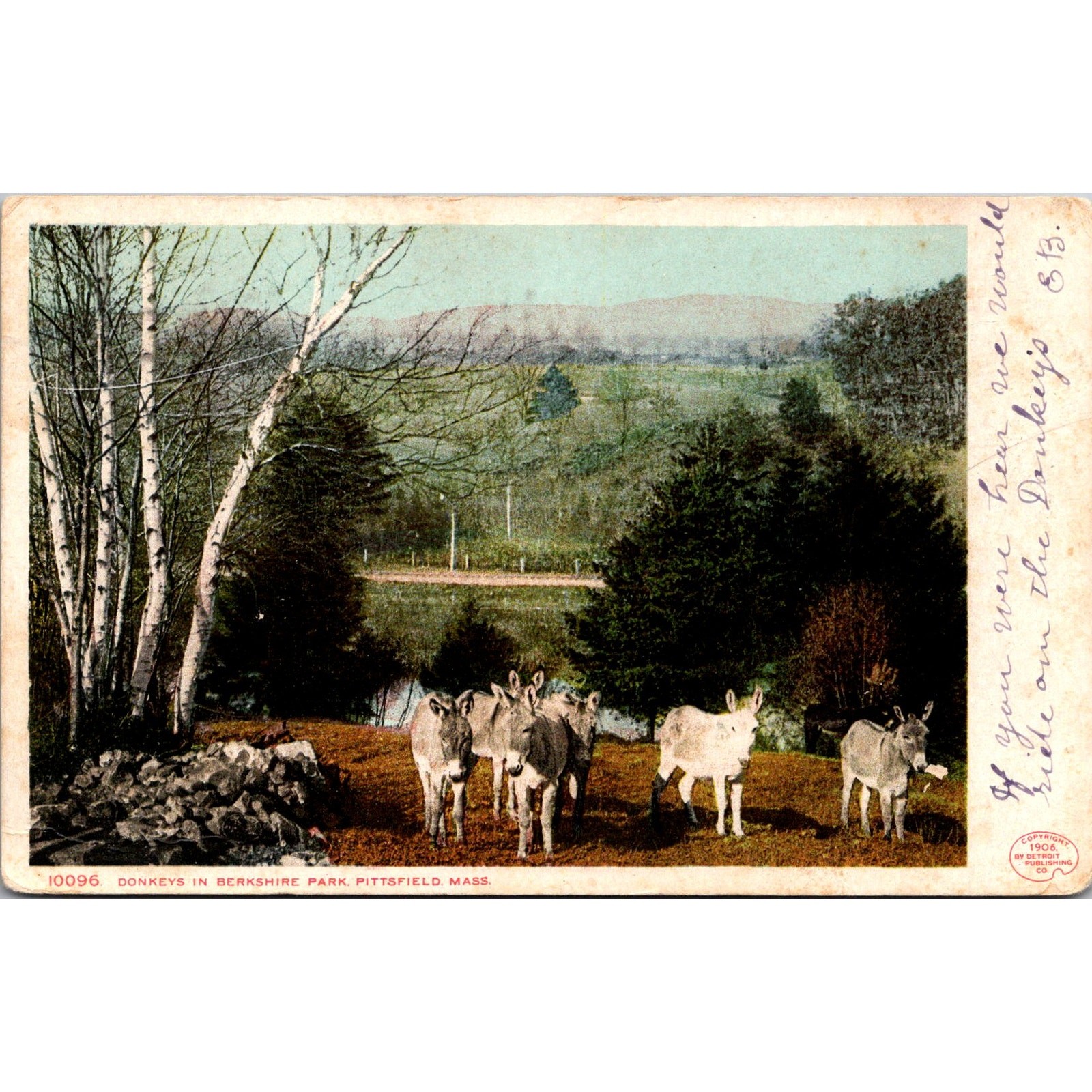 Donkeys In Berkshire Park Pittsfield Mass 1906 Vintage Postcard SPF28
