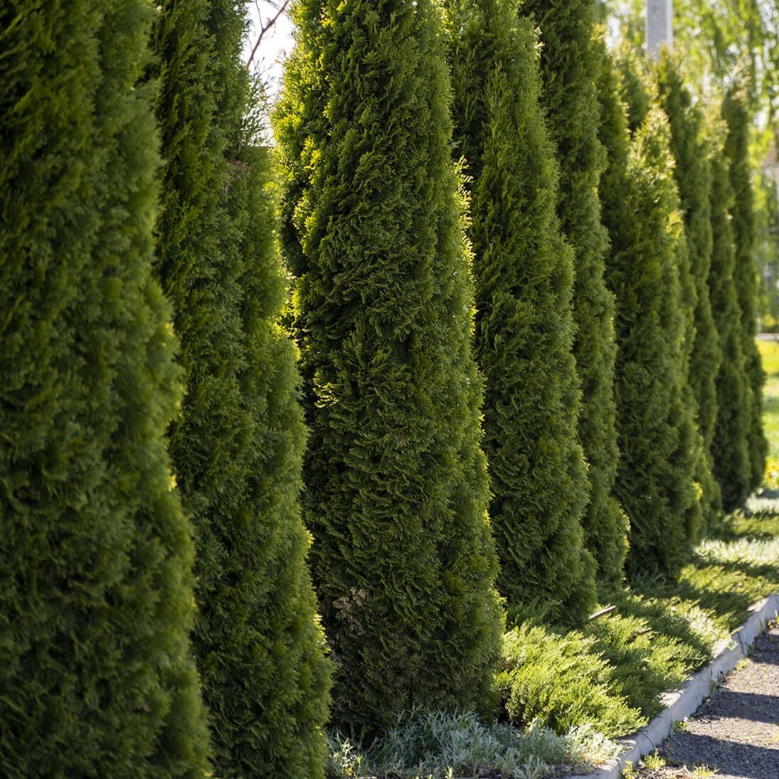 20 Emerald Green Arborvitae  Starter Plant - Thuja occidentalis