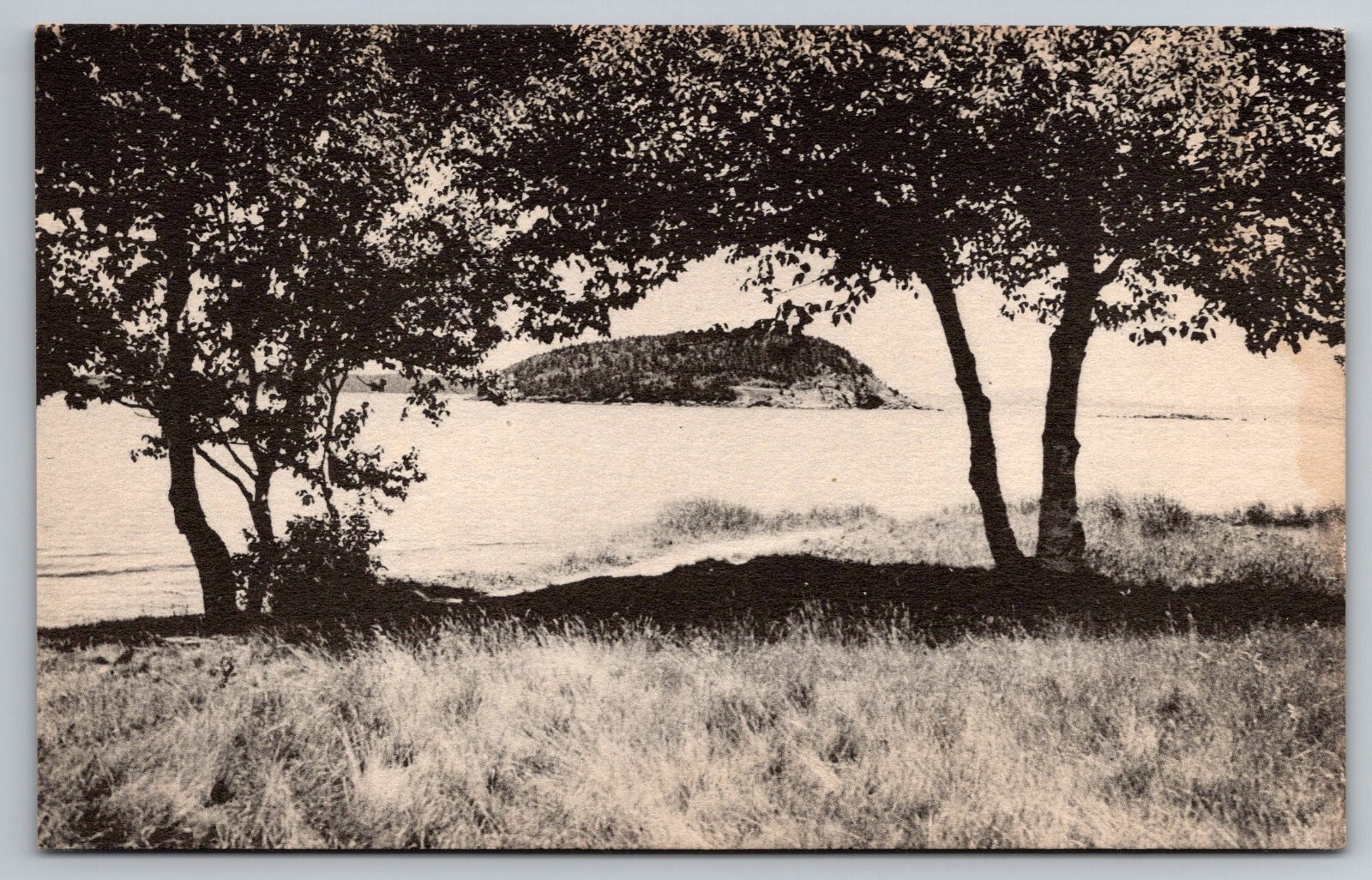Bald Porcupine. Frenchman\'s Bay. Bar Harbor, Maine Postcard Bald Porcupine. Frenchman\'s Bay. Bar Harbor, Maine Postcard