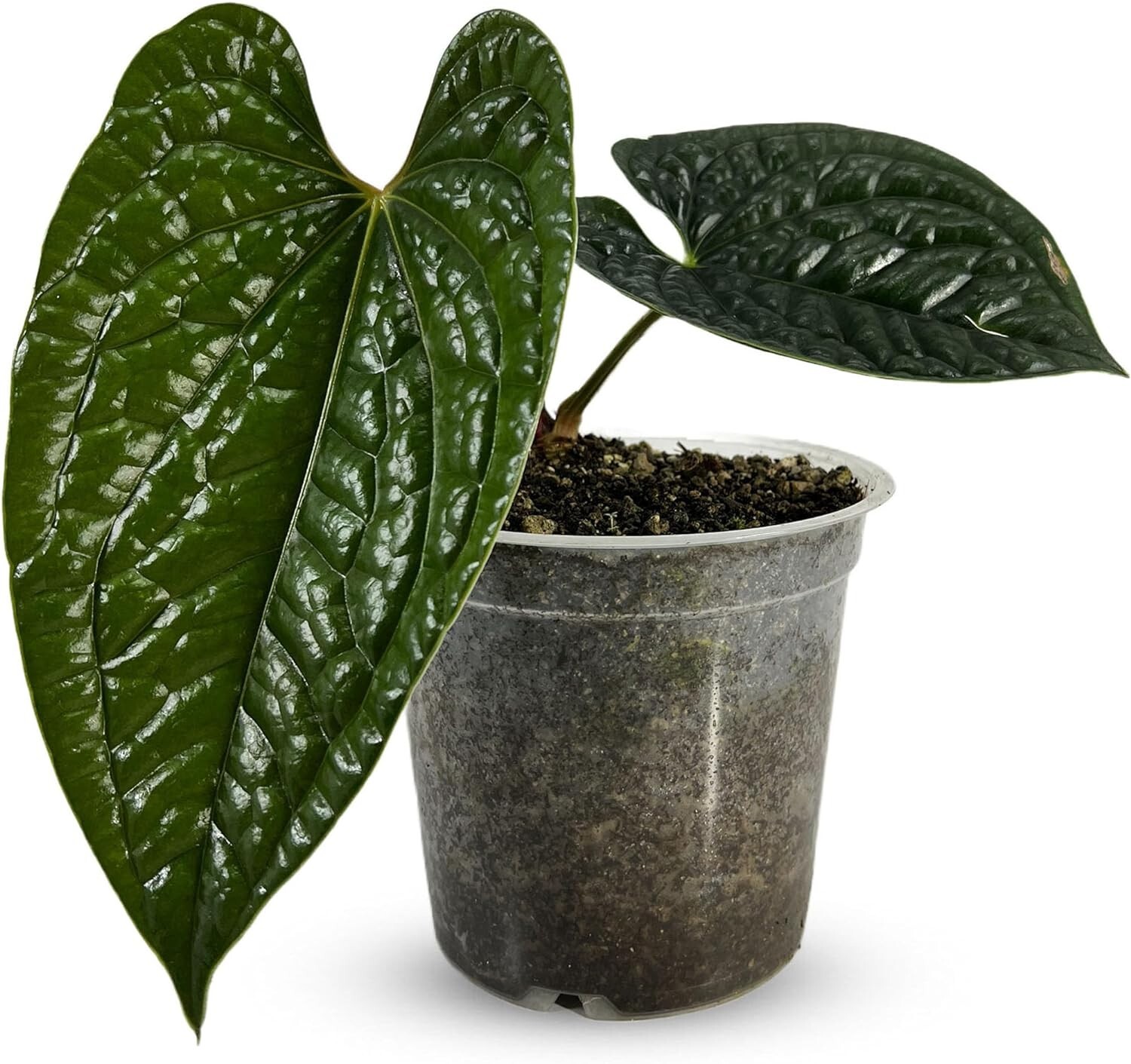 Anthurium Luxurian  by LEAL PLANTS ECUADOR Live Plants| Green Live House Plants