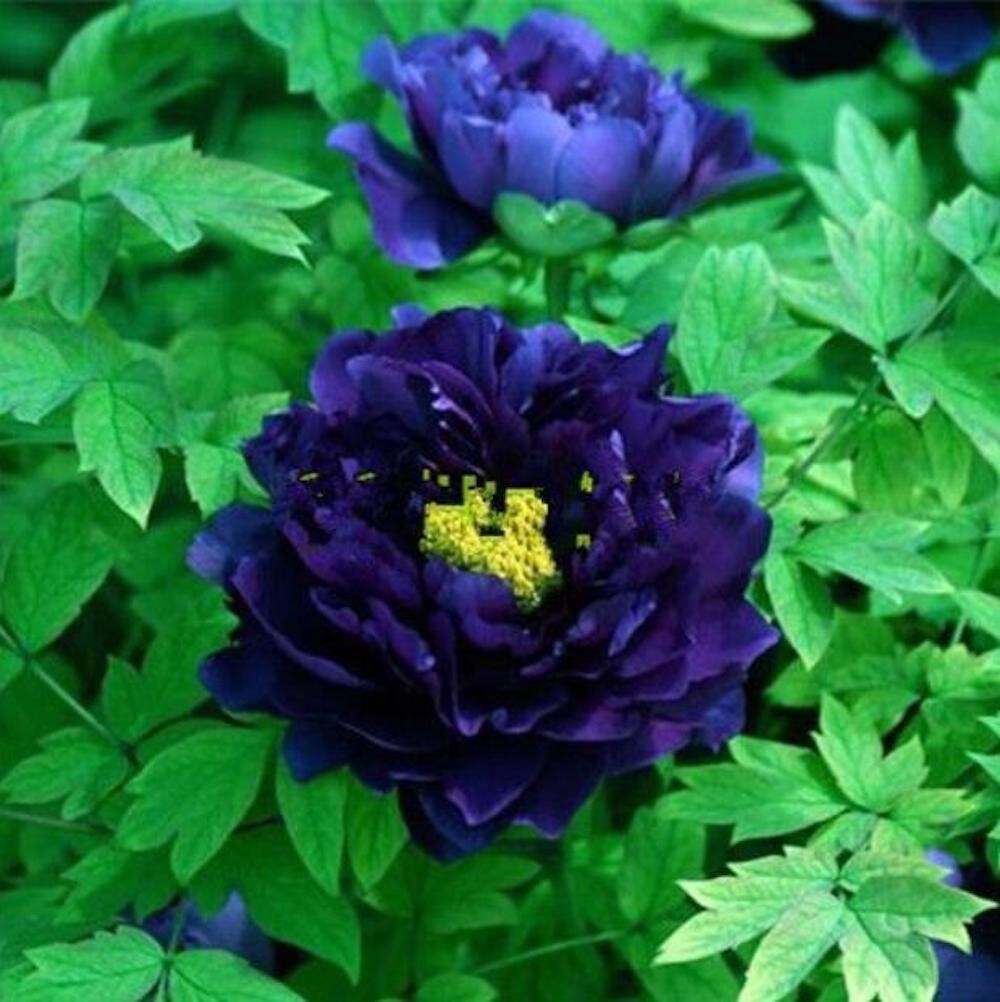 20 SEEDS for Blue Purple PEONIES rare blossom flowering exotic plant USA Seller