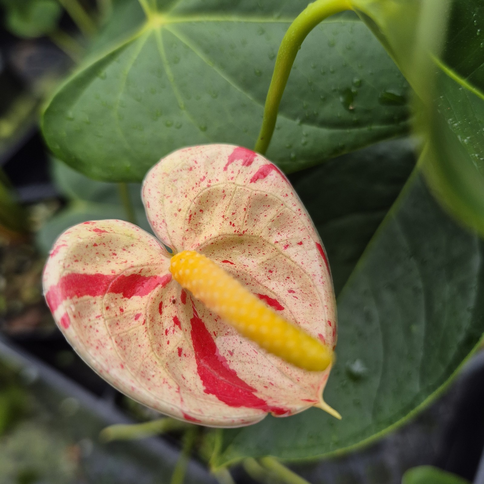 Anthurium Shibori Variegated 4\