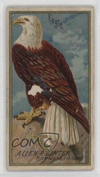 1888 Allen & Ginter Birds of America Tobacco N4 Bald Eagle Eagle 8we