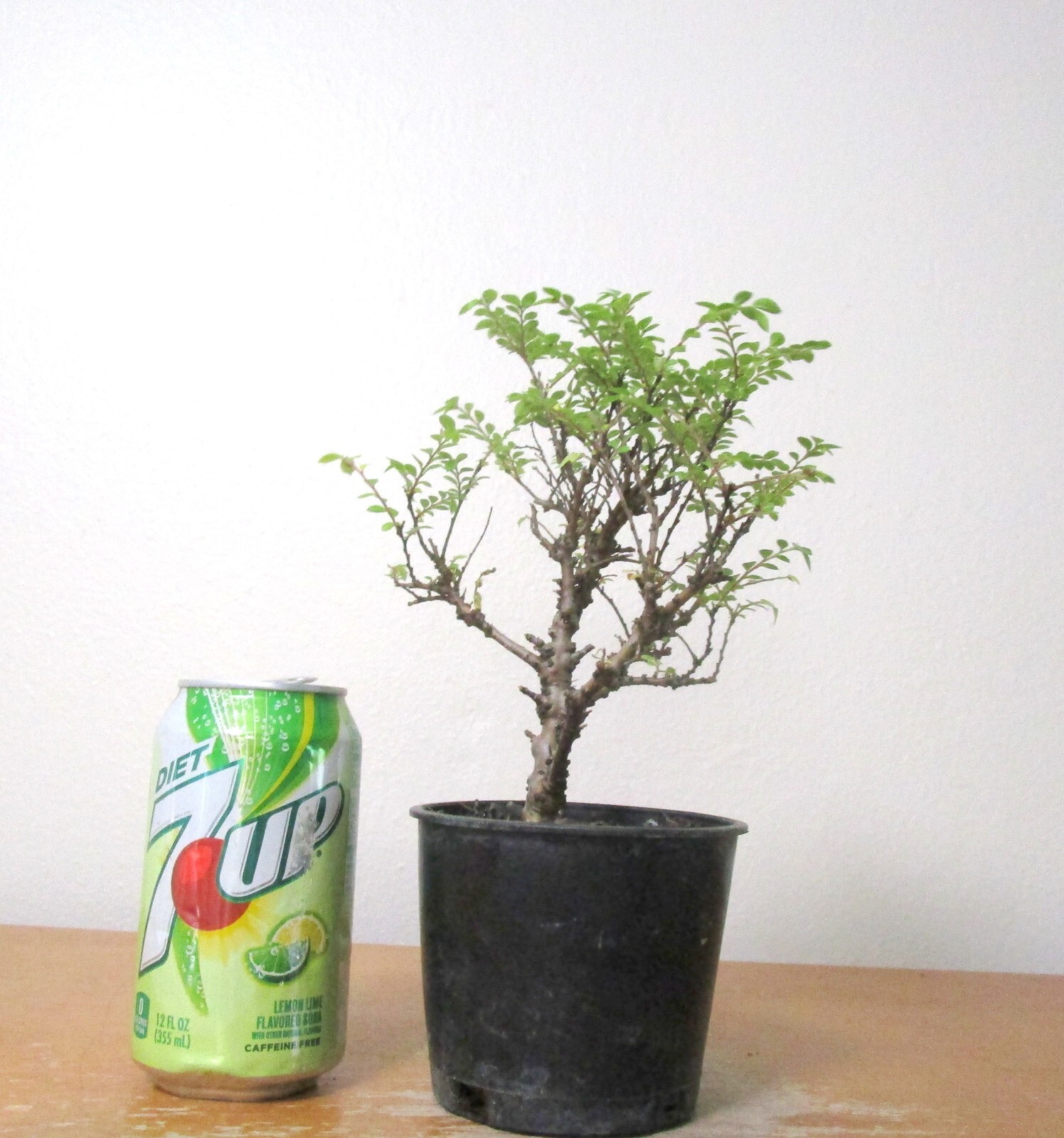 Fat Chinese Seiju Elm for mame shohin bonsai tiny leaves multi list 