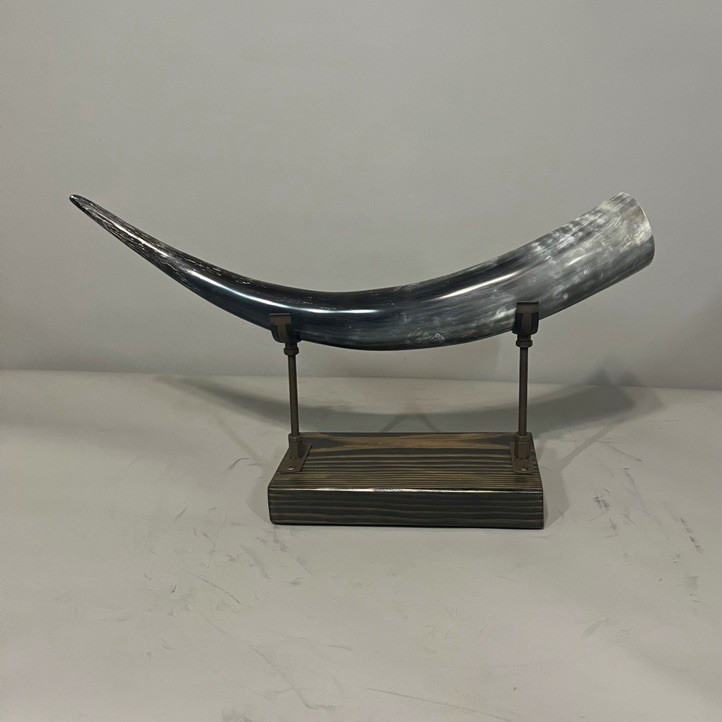 Authentic Texas Longhorn Horn on custom Wood Stand Display