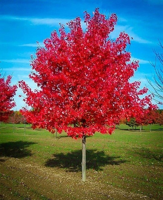 Live Red Maple Tree Vibrant Fall Color 1 -4 yo Well Rooted Plant