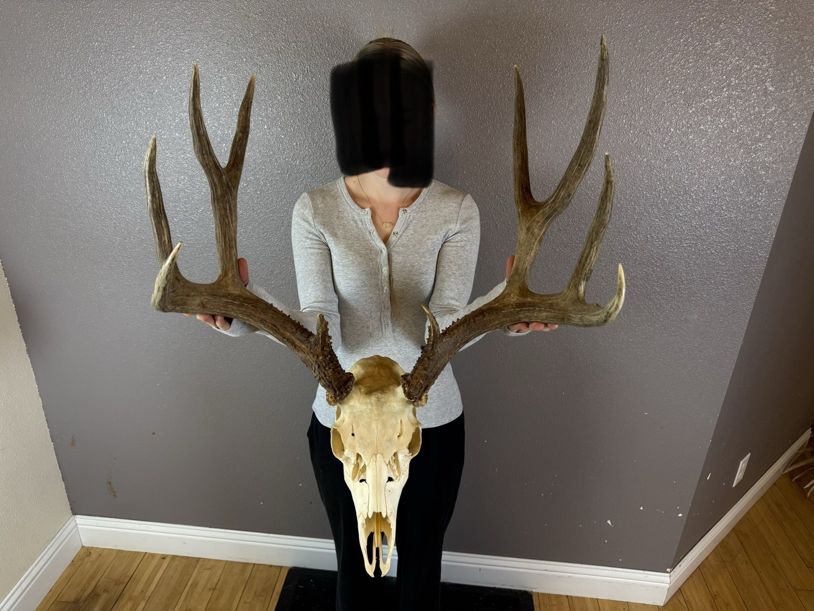 European REAL Skull Mule Deer Antlers Set Wild IDAHO Horns Euro Mount 5x5