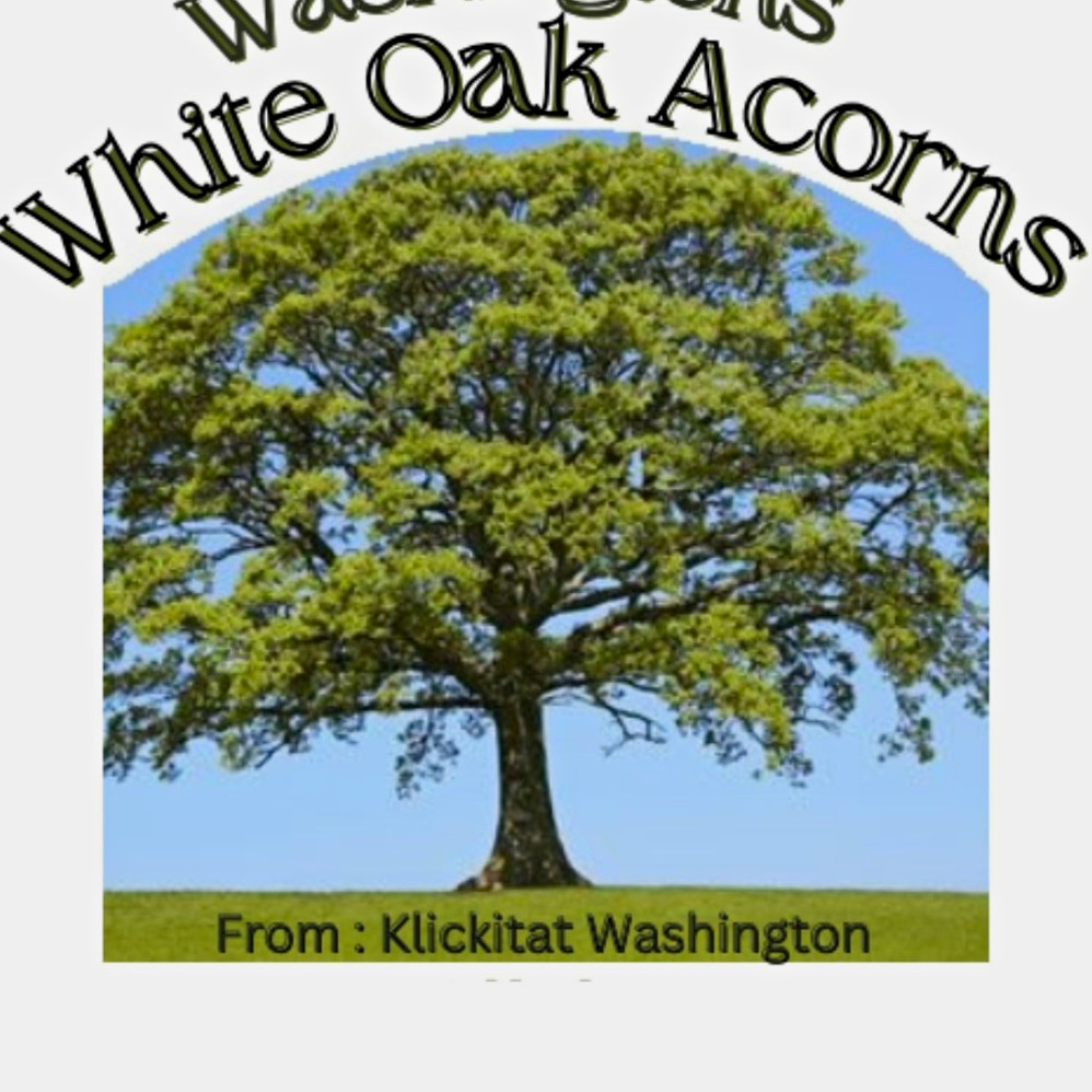 20lbs Washington White oak Acorns 2026 PIGS, SQUIRRLS, DEER FEED