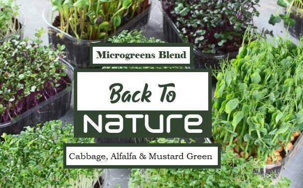 Cabbage, Alfalfa & Mustard Greens Microgreens - Organic Seeds - Non Gmo