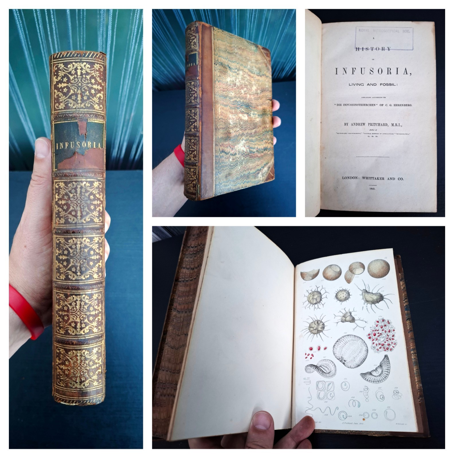 1845 - History of Infusoria by Pritchard, 12 Hand-Coloured Plates, 1st Edn