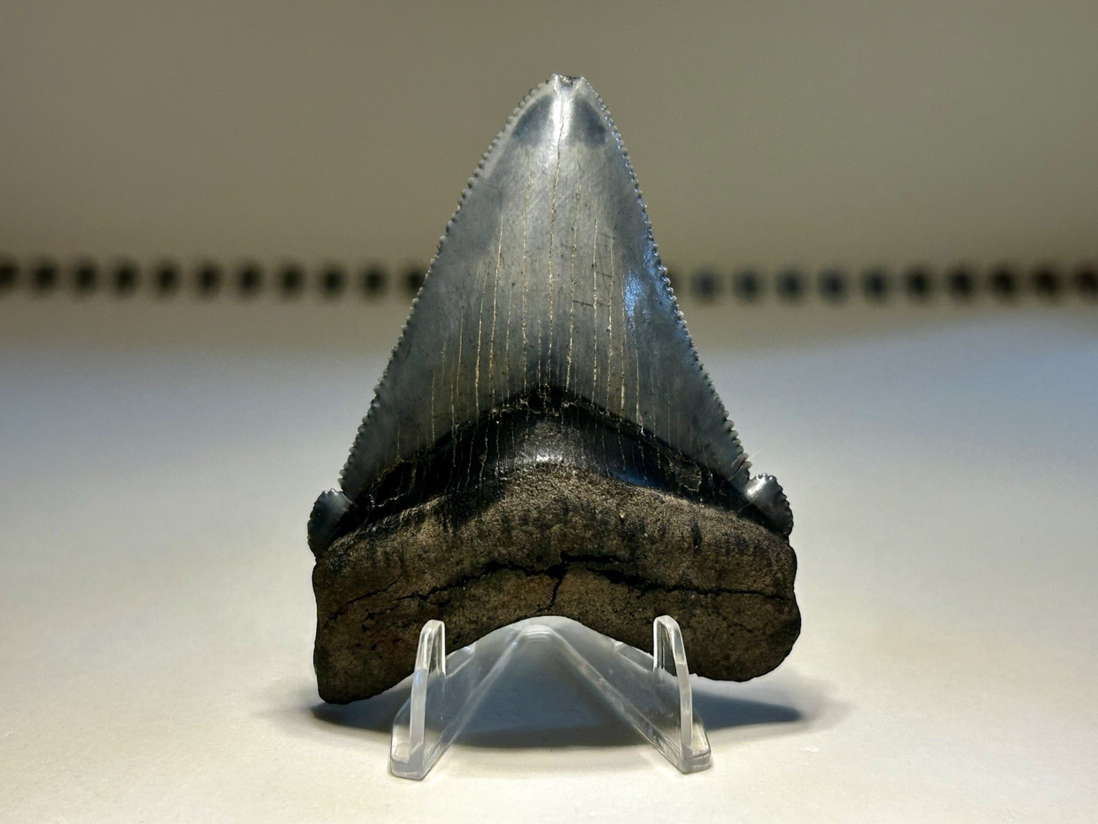 Near 2.5” Angustiden Shark Tooth Summerville South Carolina Rare Robust Root 