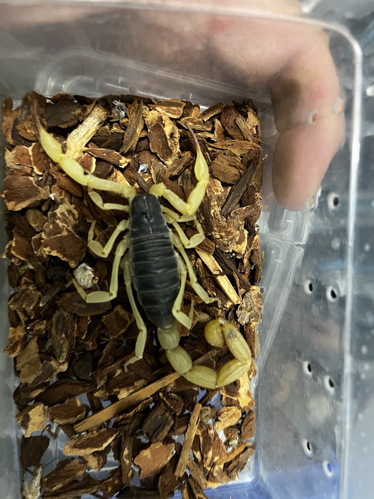 Live Scorpions lot