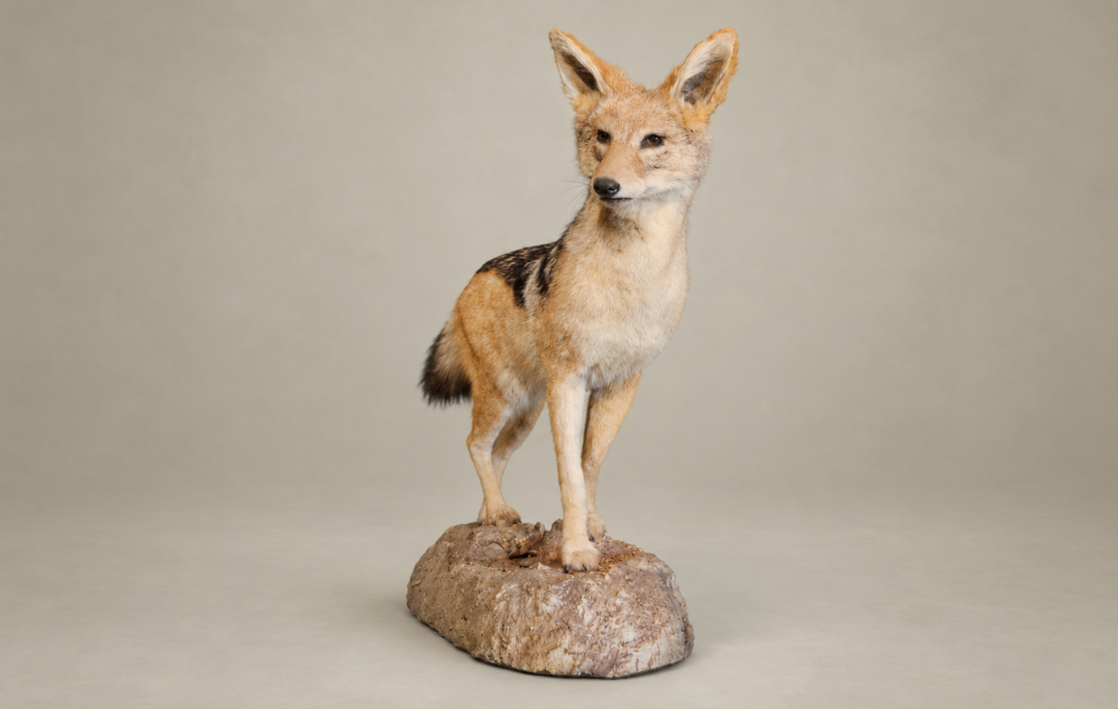 ~Museum Quality~ Black-Backed Jackal Taxidermy. 