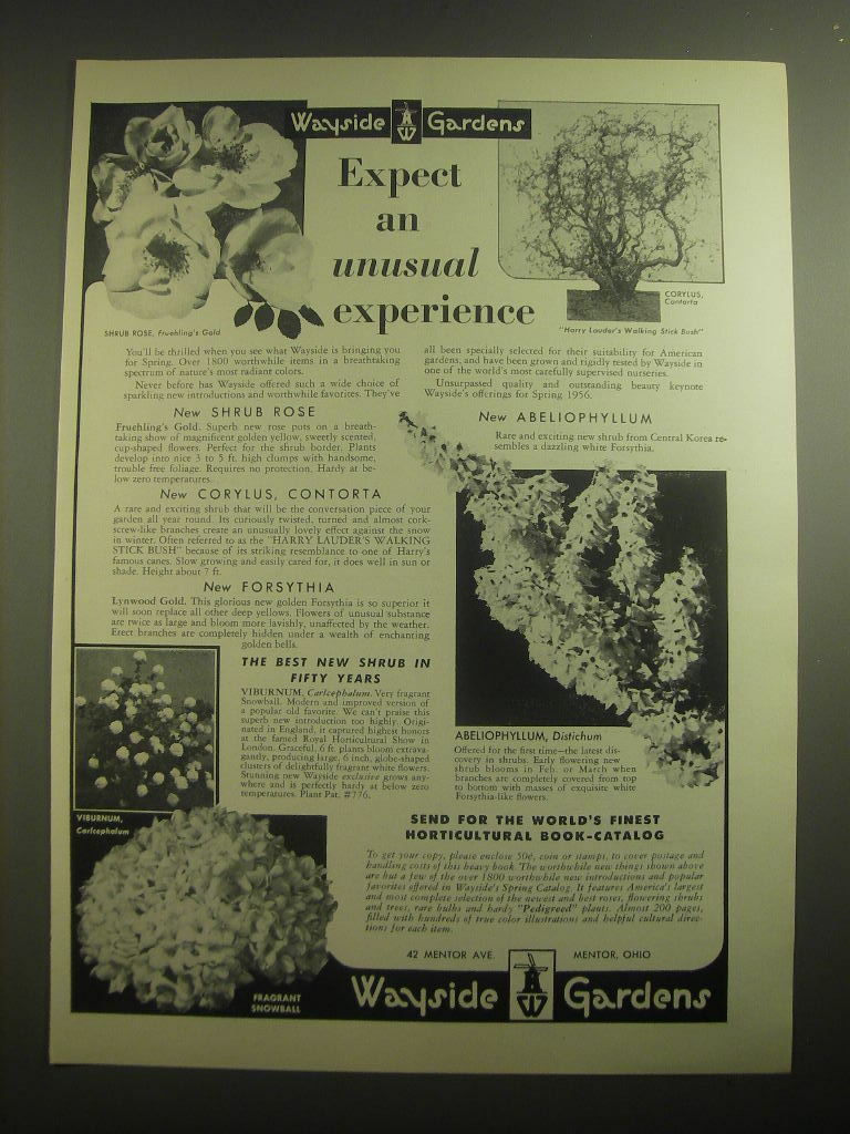 1956 Wayside Gardens Ad - Expect an unusual experience 1956 Wayside Gardens Ad - Expect an unusual experience
