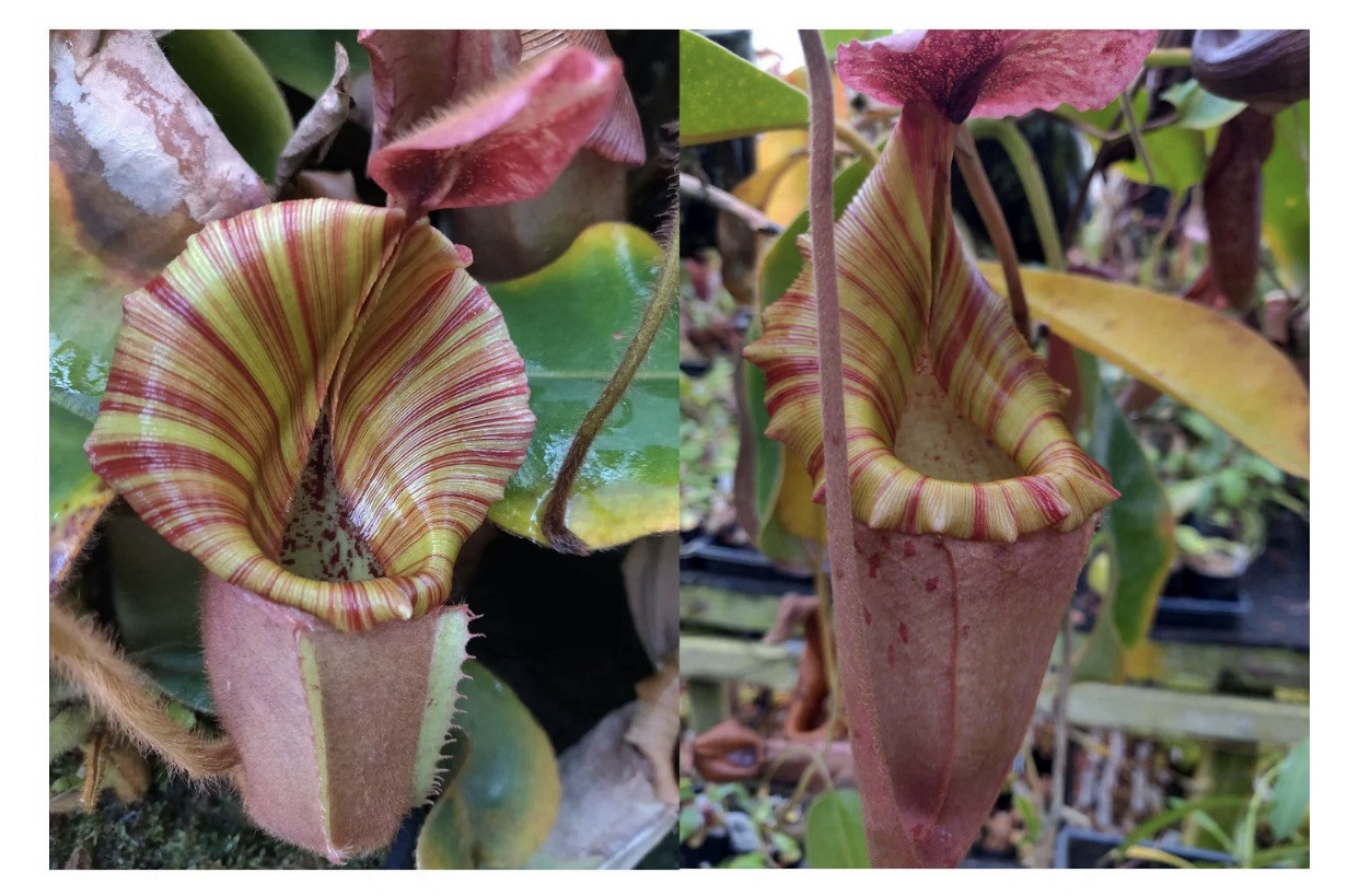 Nepenthes Vetchii Kelabit Highlands x S.O.M. x L.V.B.