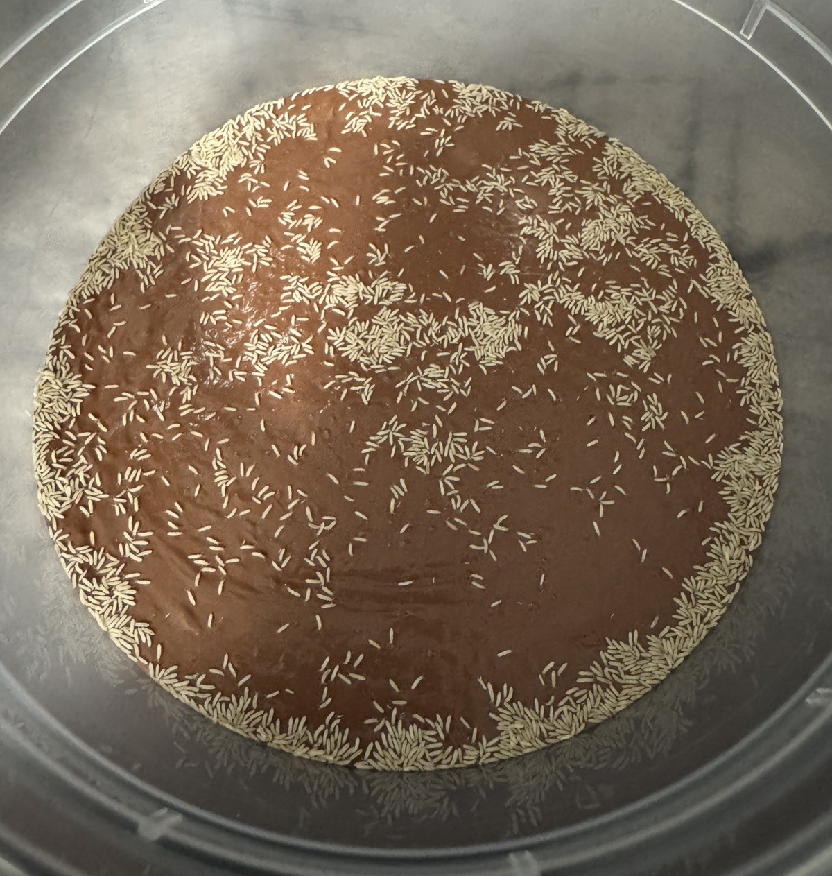 1,000+ Live Temperate Springtails (Folsomia candida) Production Culture 