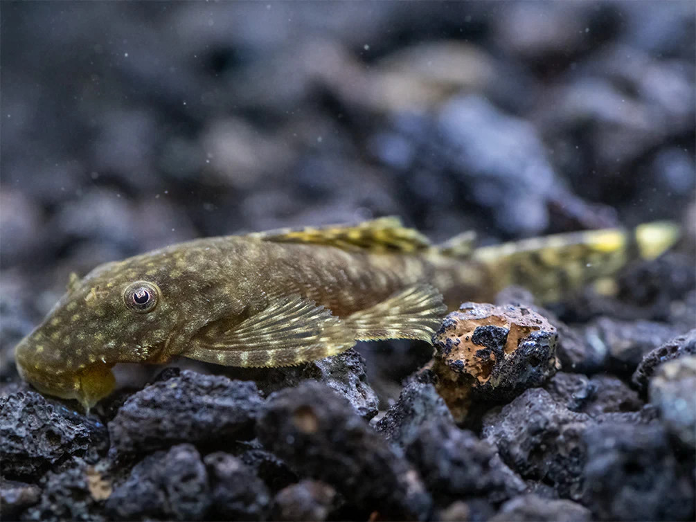 Group of Bristlenose pleco Normal or Albino Free 2 day Shipping