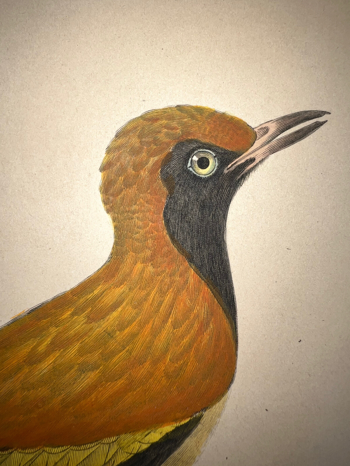 1833 Prêtre Lesson Pair Watercolor Rare Masked Bowerbird H/C