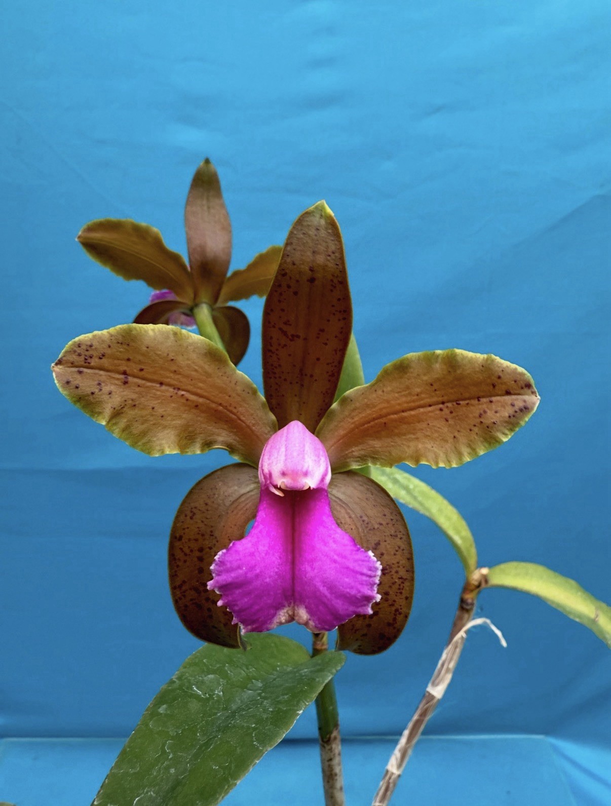 Cattleya Frasquita (C. bicolor X C. velutina) Orchid Eros Hybrid NBS 4” Pot
