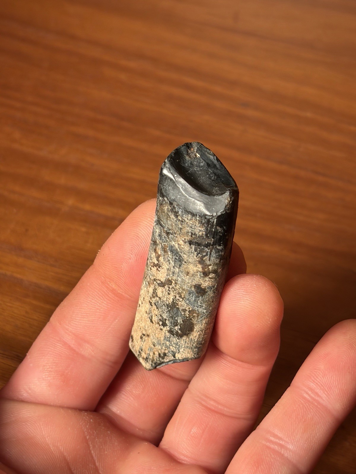 Gorgeous Giant Ground Sloth Tooth Megalonyx Extinct Florida Mammal Fossil Gorgeous Giant Ground Sloth Tooth Megalonyx Extinct Florida Mammal Fossil