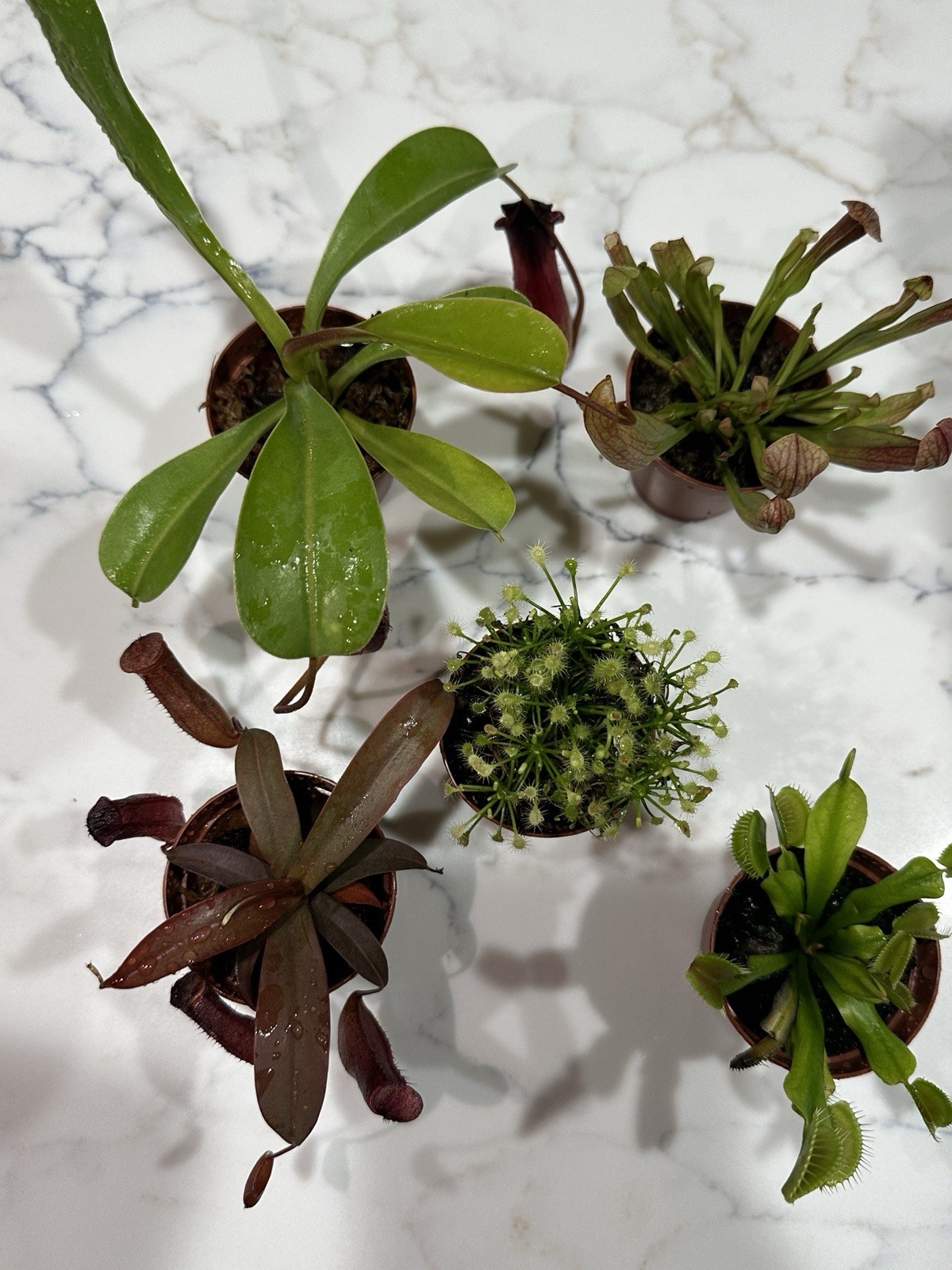 5 Pack of Assorted Carnivorous Plants 2” Potted Sarracinea, Dosera, Nepenthese + 5 Pack of Assorted Carnivorous Plants 2” Potted Sarracinea, Dosera, Nepenthese +