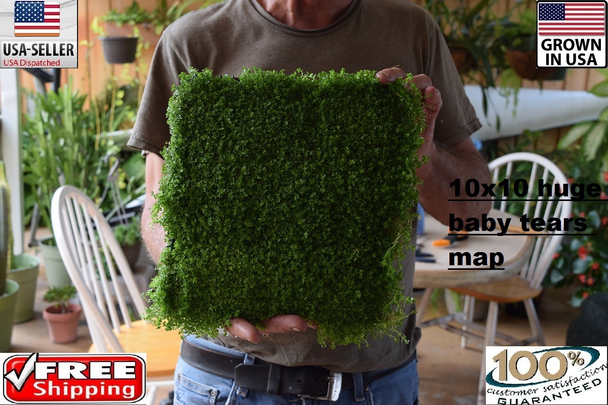 1 huge mat dwarf baby tears carpet Aquarium aquascaping planted tank  10x10inc  