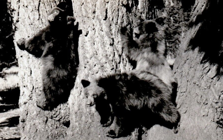 The Three Bears - Climbing Tree RPPC Real Photo Postcard Unposted Grizzly Black
