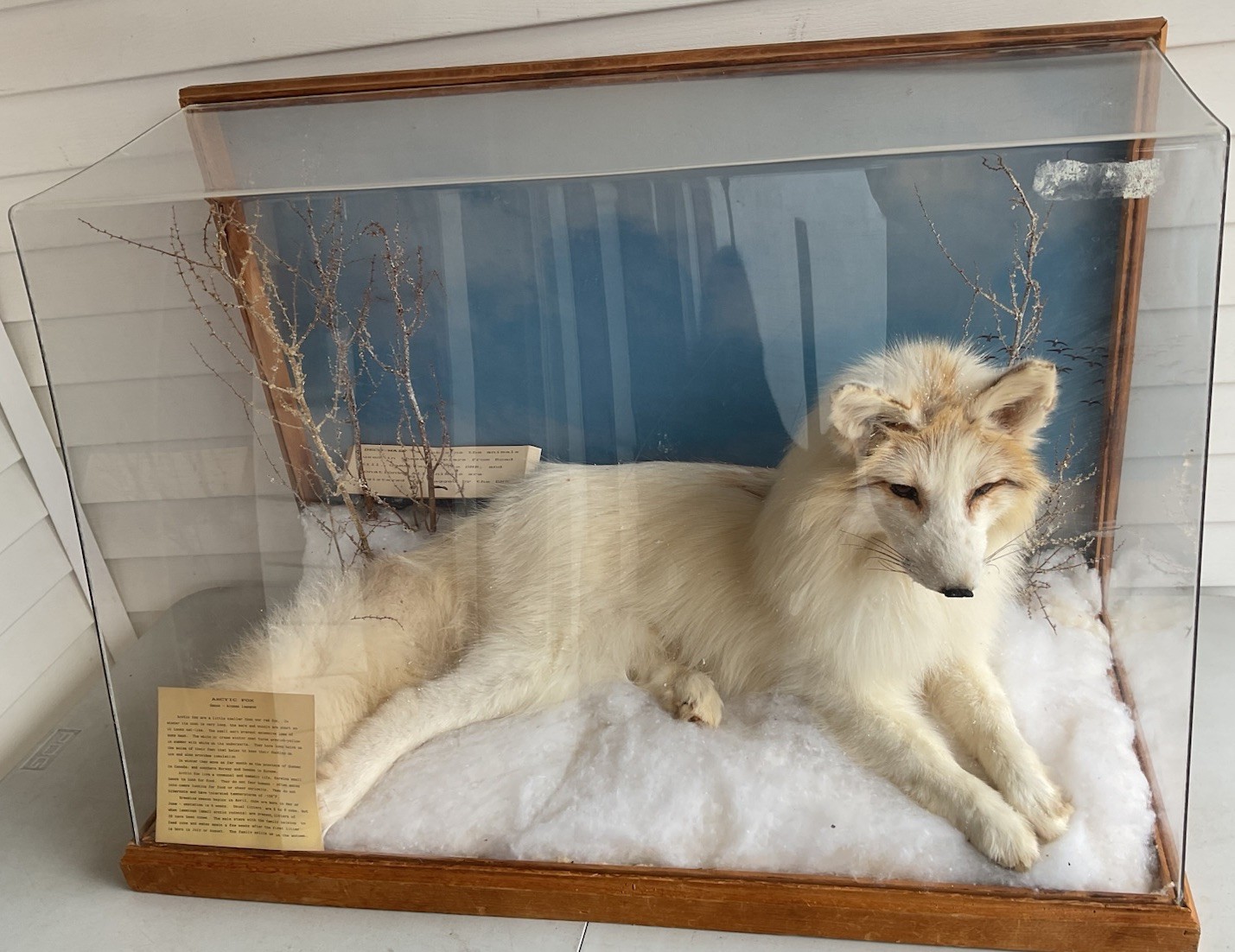 VINTAGE TAXIDERMY ARCTIC FOX WHITE WITH DISPLAY CASE