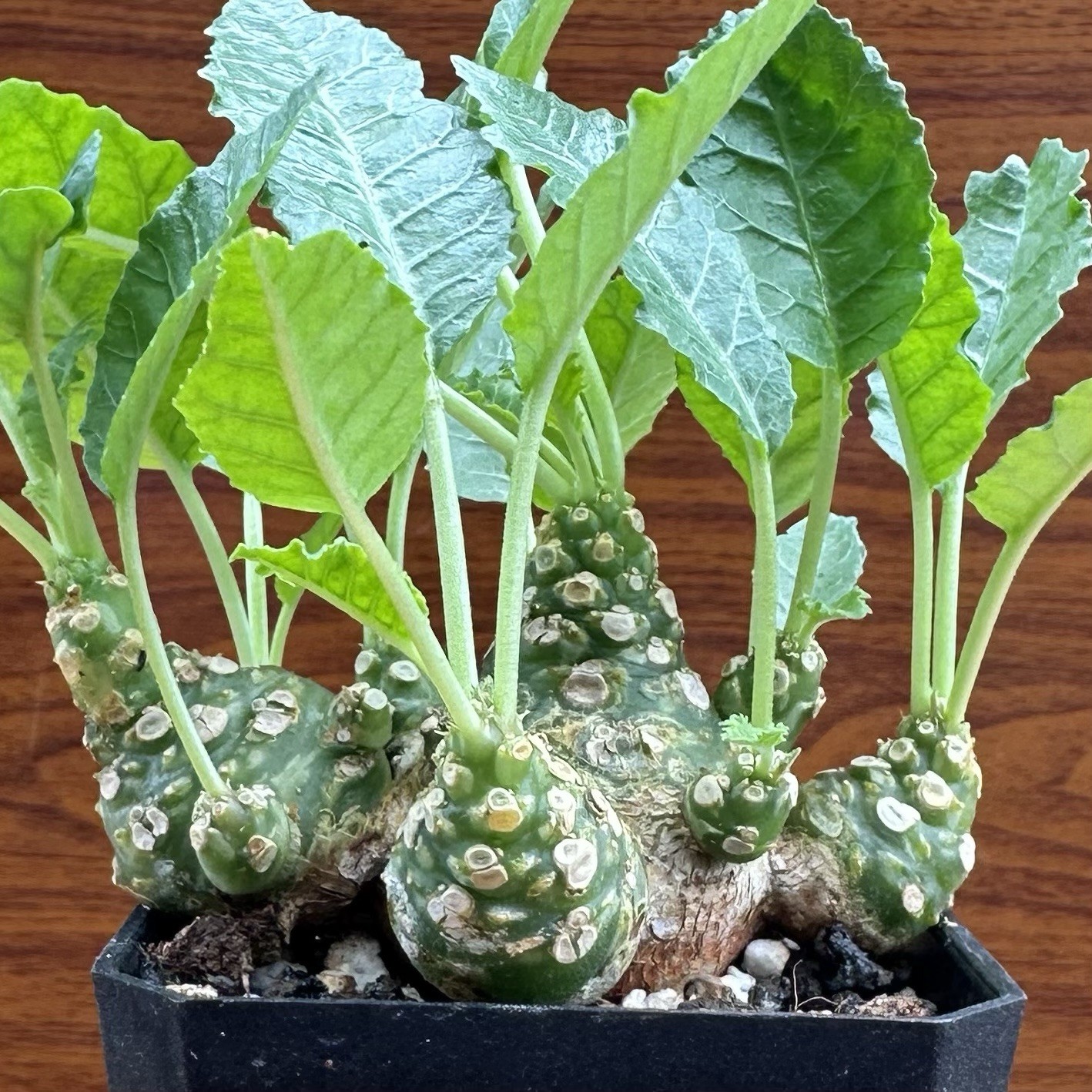 Rare Dorstenia Horwoodii Caudex Succulent WYSIWYG Live Plant
