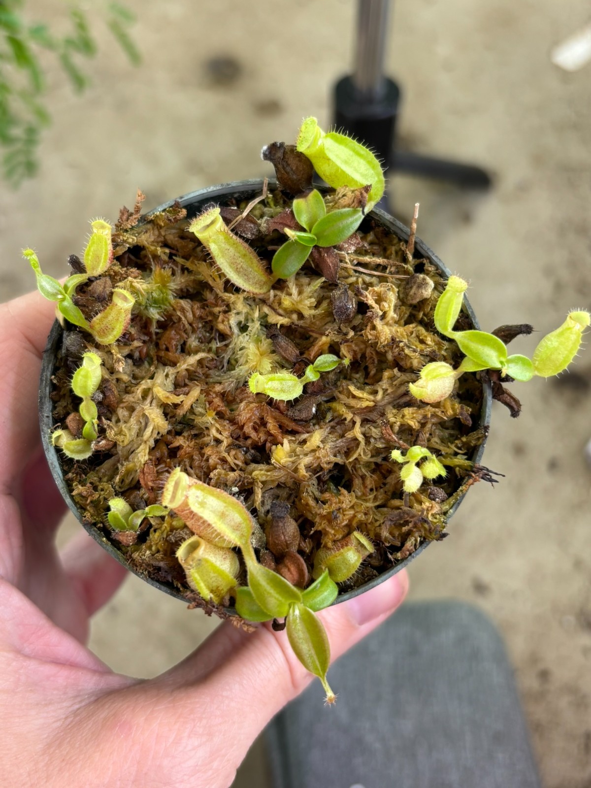 Nepenthes boschiana x sanguinea SG, Hybrid Tropical Carnivorous Pitcher Plant