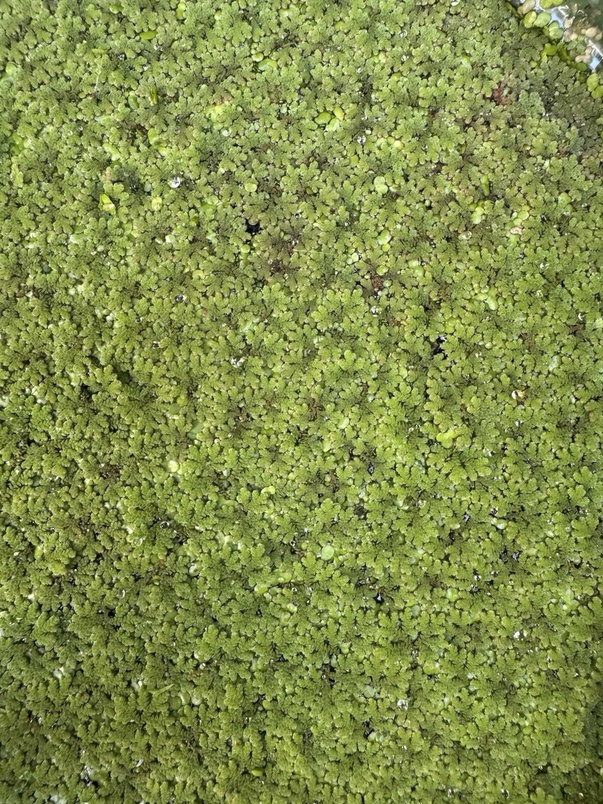 100+ Live Azolla Floating Aquarium Plants