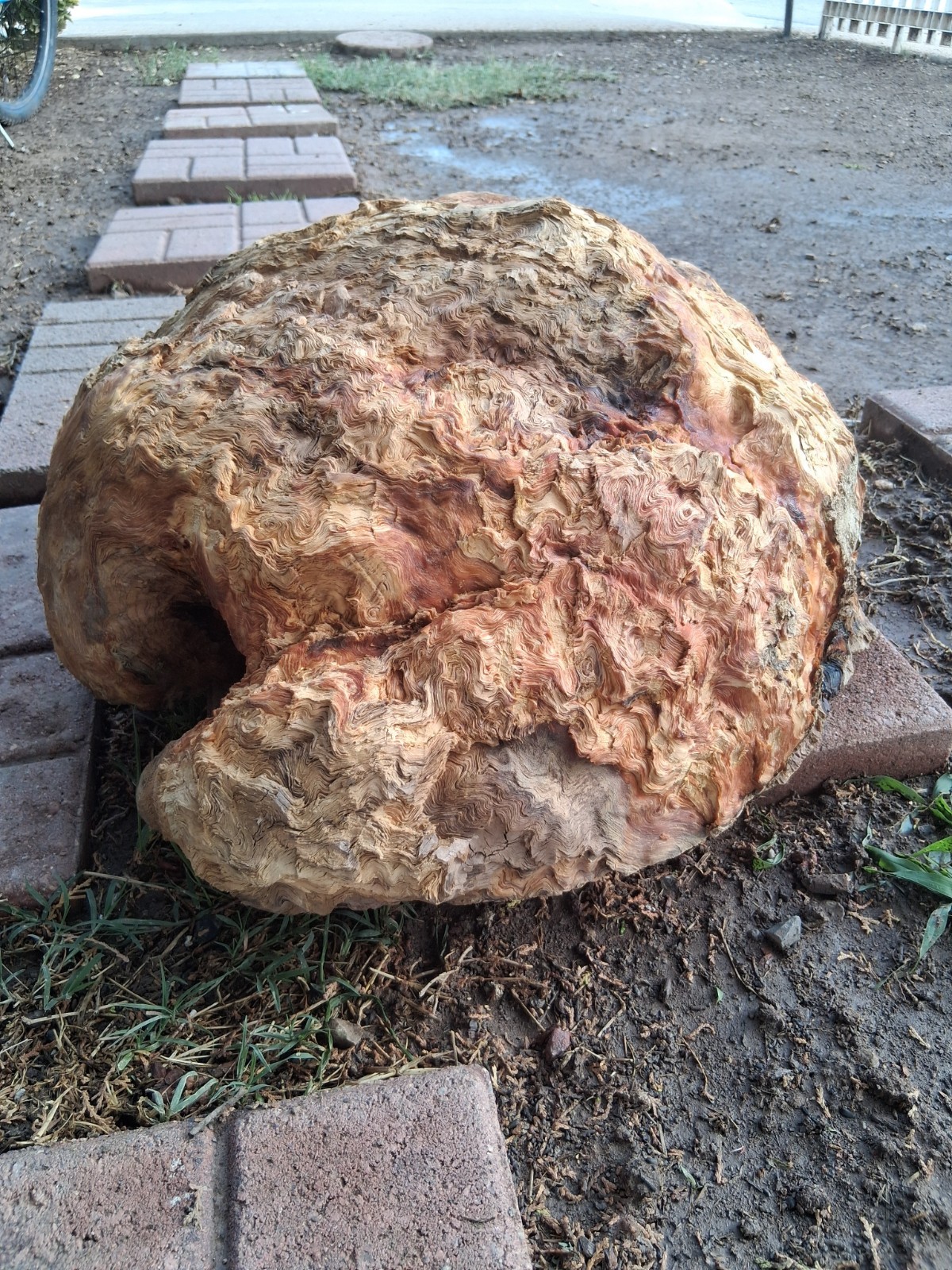 Huge Mesquite Burl CRAZY figure SOLID Heavy 24\ Huge Mesquite Burl CRAZY figure SOLID Heavy 24\