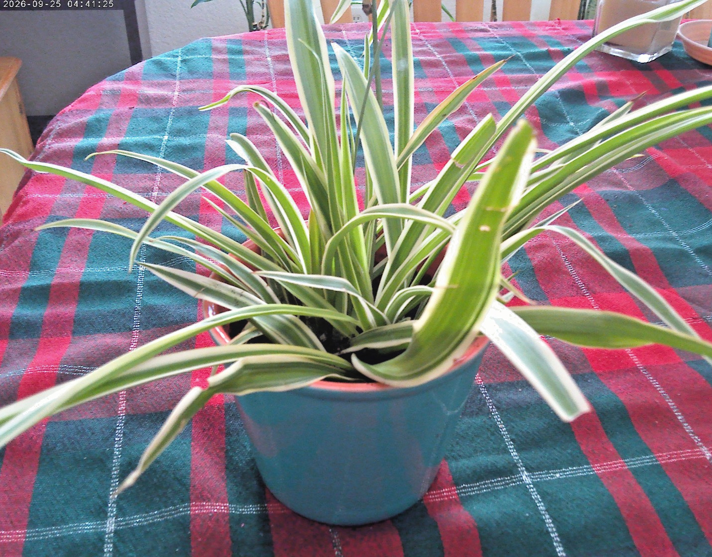 1 Variegated Live Spider Plant Pup \'Chlorophytum Comosum\' Rooted no pot included