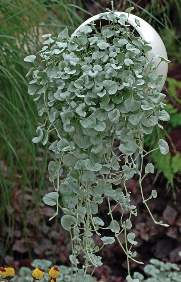Silver Ponyfoot Dichondra Live Plant - 1 Gallon Pot - Perennial Groundcover