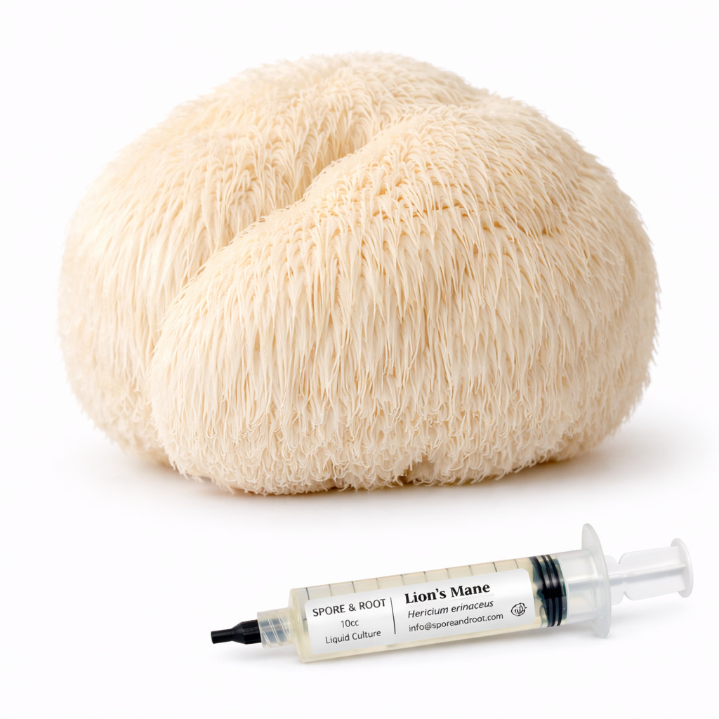 Mushroom Liquid Culture Syringe | 10mL | Volume Pricing | Mix & Match Available