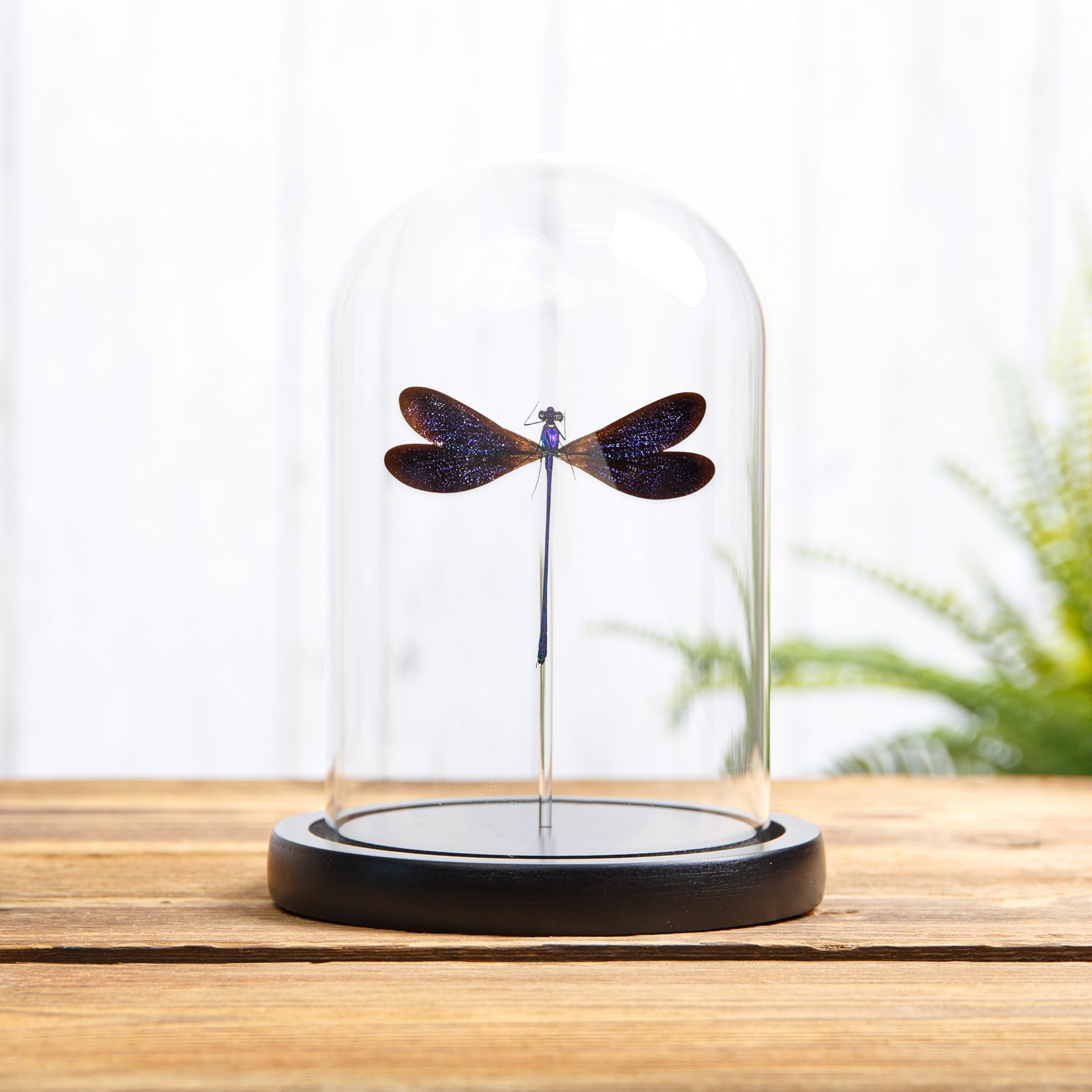 Damselfly In Glass Dome (Vestalis luctuosa)