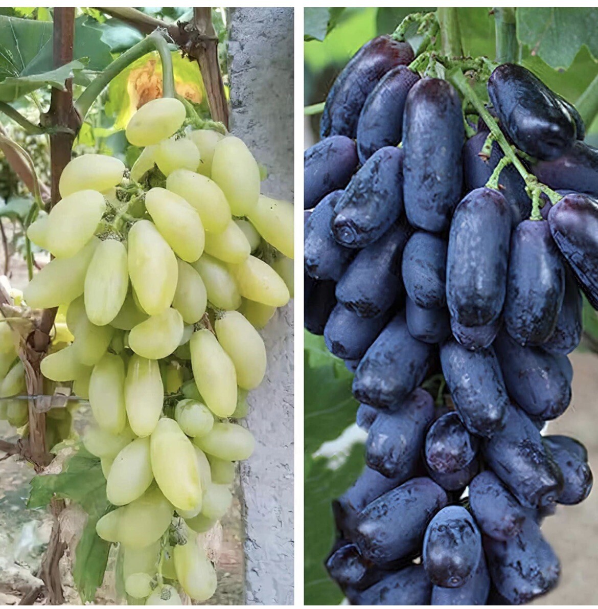20 Mixed Finger Grape Seeds Grow Your Own Fruit Non GMO TX USA Easy Homegrown 20 Mixed Finger Grape Seeds Grow Your Own Fruit Non GMO TX USA Easy Homegrown