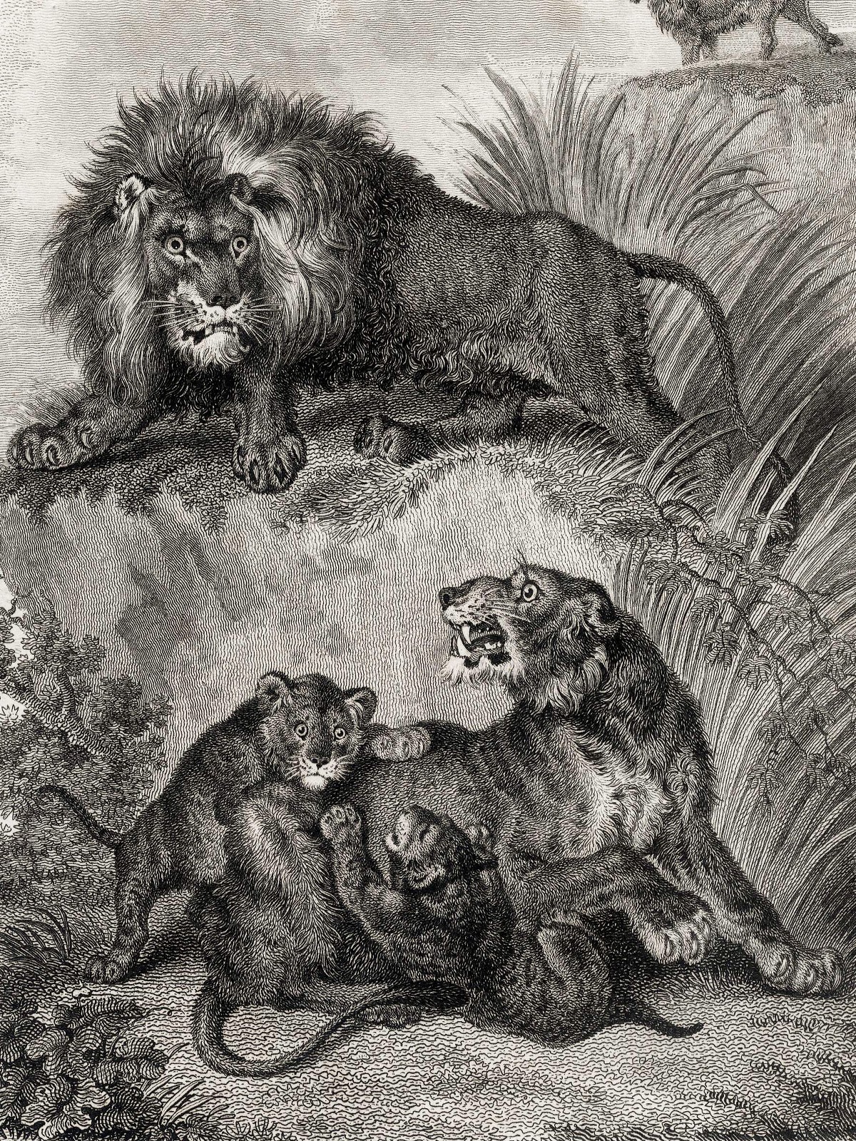 1807 REES CYCLOPÆDIA, Superb Art by Sydenham Edwards: Plate 1, LIONS