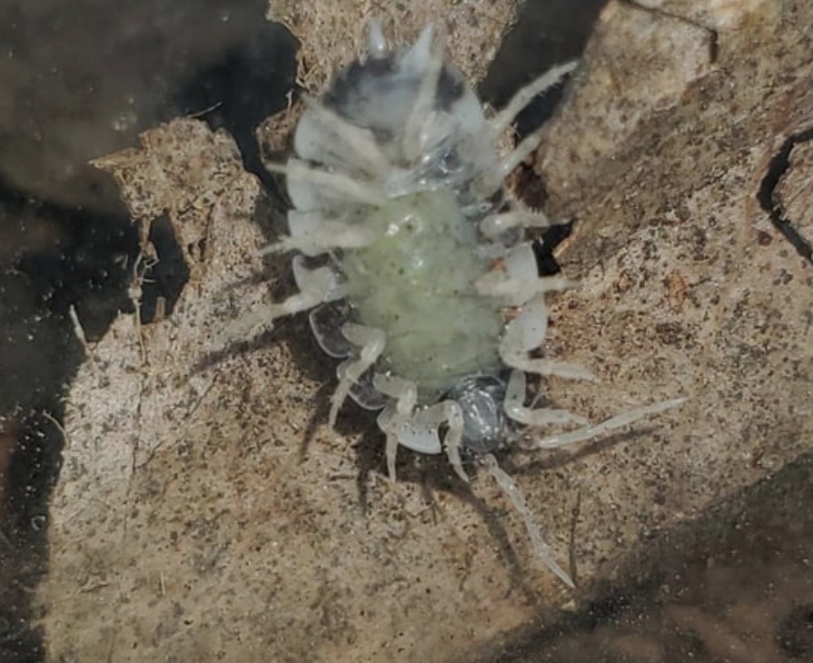 Gravid Dairy Cow Isopods
